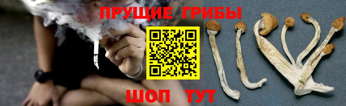 Галлюциногенные грибы прущие грибы Сегежа